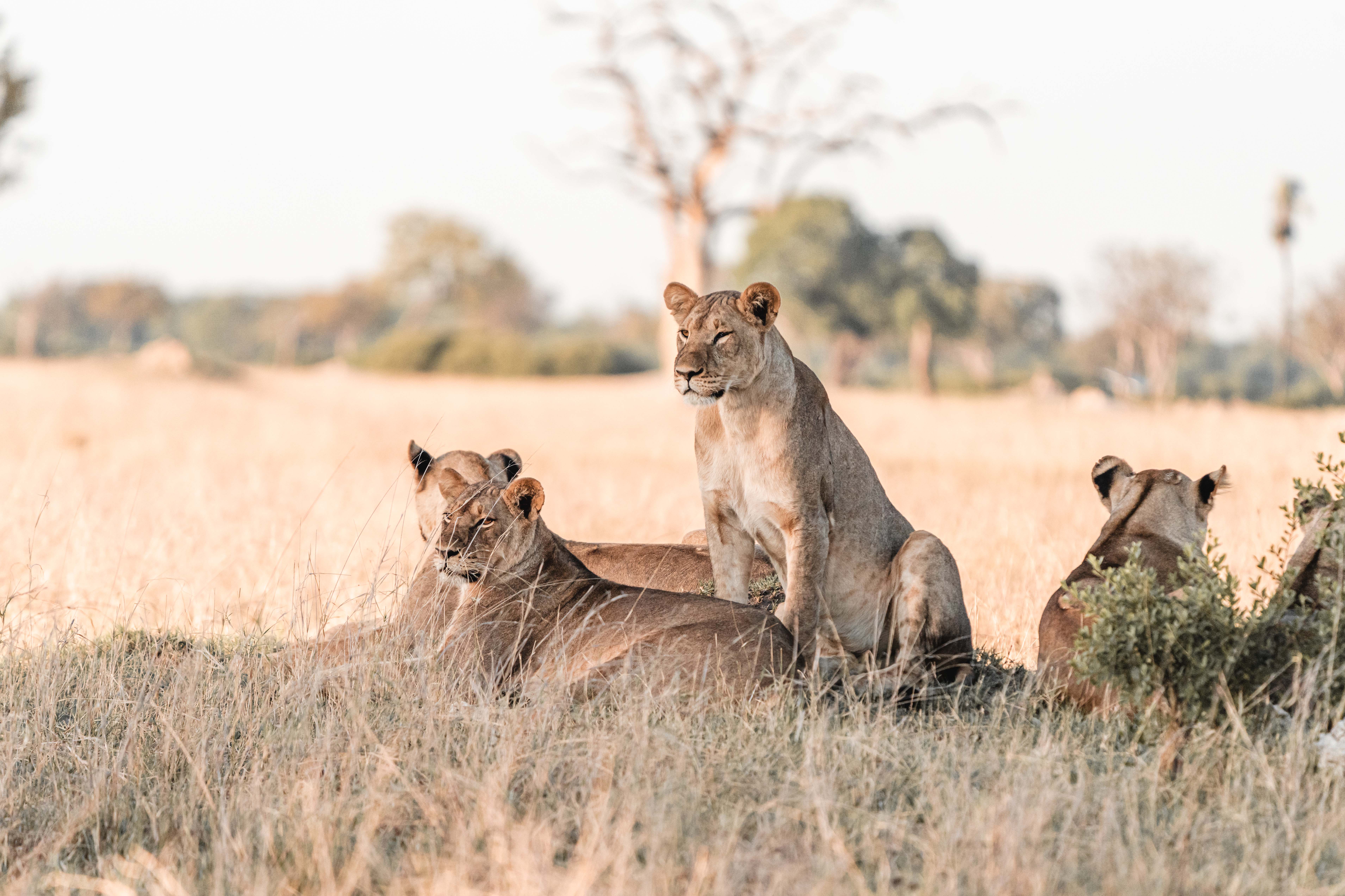 Travel to Hwange National Park for a Zimbabwe Luxury Safari